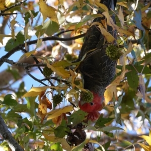 Callocephalon fimbriatum at Hughes, ACT - 15 Apr 2020