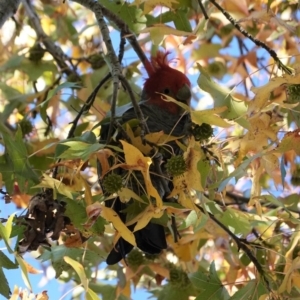 Callocephalon fimbriatum at Hughes, ACT - 15 Apr 2020