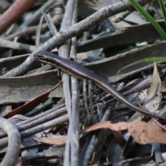 Eulamprus sp. (genus) (Water Skink) at Mongarlowe, NSW - 15 Apr 2020 by LisaH