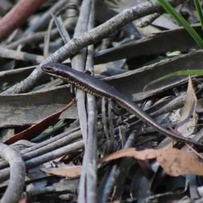 Eulamprus sp. (genus) (Water Skink) at Mongarlowe River - 15 Apr 2020 by LisaH