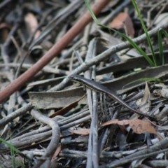 Eulamprus sp. (genus) at suppressed - suppressed