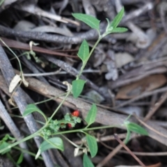 Einadia nutans (Climbing Saltbush) at Deakin, ACT - 15 Apr 2020 by JackyF