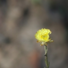 Coronidium sp. at Mongarlowe River - 15 Apr 2020 by LisaH