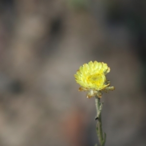 Coronidium sp. at Mongarlowe, NSW - 15 Apr 2020 12:34 PM