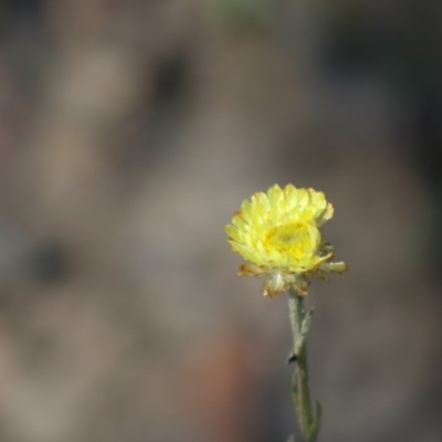 Coronidium sp. at Mongarlowe River - 15 Apr 2020 by LisaH