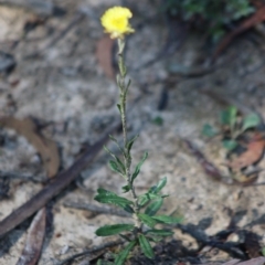 Coronidium sp. at Mongarlowe, NSW - 15 Apr 2020