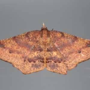 Rhinodia rostraria at Ainslie, ACT - 13 Apr 2020