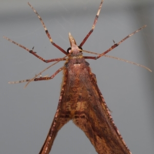 Rhinodia rostraria at Ainslie, ACT - 13 Apr 2020