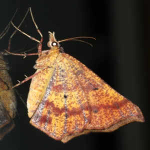 Rhinodia rostraria at Ainslie, ACT - 13 Apr 2020