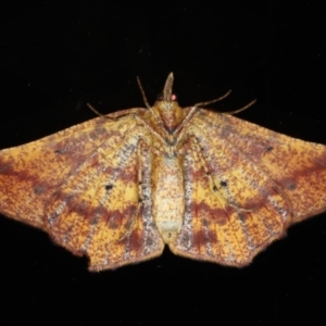 Rhinodia rostraria at Ainslie, ACT - 13 Apr 2020