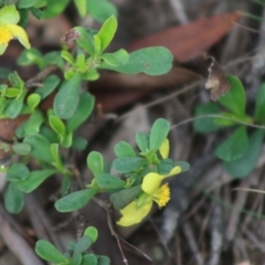 Hibbertia obtusifolia (Grey Guinea-flower) at Mongarlowe River - 15 Apr 2020 by LisaH