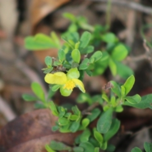 Hibbertia obtusifolia at Mongarlowe, NSW - 15 Apr 2020 01:12 PM