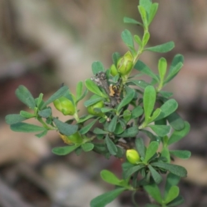 Hibbertia obtusifolia at Mongarlowe, NSW - 15 Apr 2020 01:12 PM