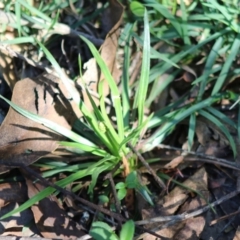 Stylidium sp. (Trigger Plant) at Mongarlowe River - 15 Apr 2020 by LisaH