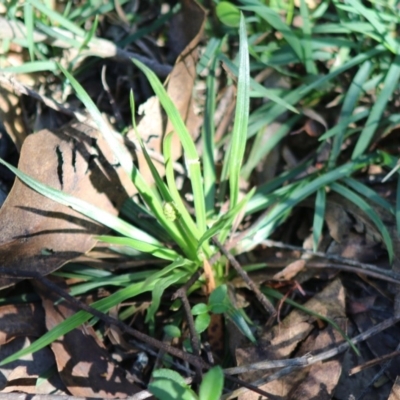 Stylidium sp. (Trigger Plant) at Mongarlowe, NSW - 15 Apr 2020 by LisaH