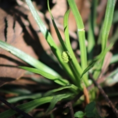 Stylidium sp. at Mongarlowe, NSW - 15 Apr 2020 02:46 PM