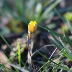 Goodenia sp. (Goodenia) at Mongarlowe River - 15 Apr 2020 by LisaH