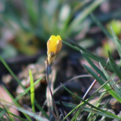 Goodenia sp. (Goodenia) at Mongarlowe, NSW - 15 Apr 2020 by LisaH