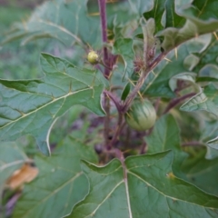 Solanum cinereum (Narrawa Burr) at Red Hill Nature Reserve - 15 Apr 2020 by JackyF