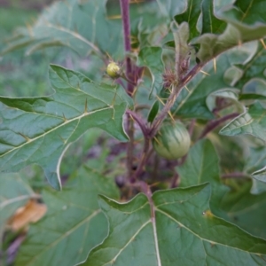 Solanum cinereum at Deakin, ACT - 15 Apr 2020