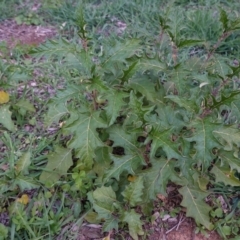 Solanum cinereum at Deakin, ACT - 15 Apr 2020