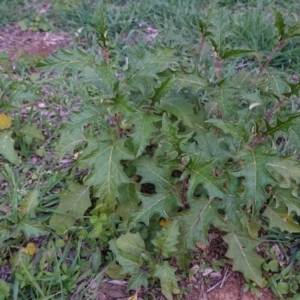 Solanum cinereum at Deakin, ACT - 15 Apr 2020