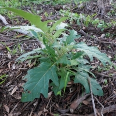 Solanum cinereum at Deakin, ACT - 15 Apr 2020