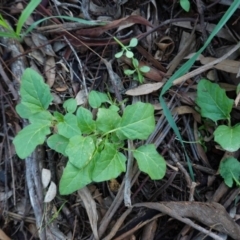 Solanum cinereum at Deakin, ACT - 15 Apr 2020