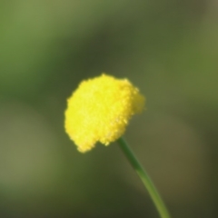 Craspedia variabilis (Common Billy Buttons) at Mongarlowe, NSW - 15 Apr 2020 by LisaH
