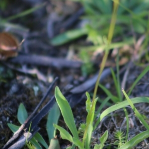 Craspedia variabilis at Mongarlowe, NSW - 15 Apr 2020