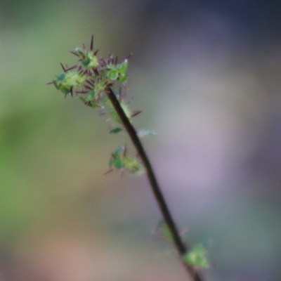 Acaena x ovina (Sheep's Burr) at Mongarlowe, NSW - 15 Apr 2020 by LisaH