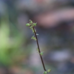 Acaena x ovina at Mongarlowe, NSW - 15 Apr 2020