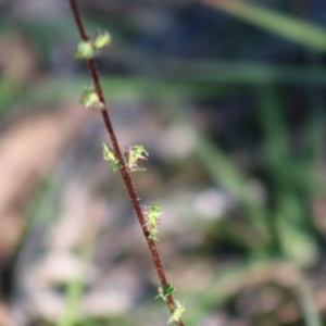 Acaena x ovina at Mongarlowe, NSW - 15 Apr 2020