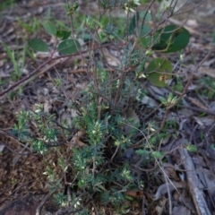 Melichrus urceolatus (Urn Heath) at Red Hill Nature Reserve - 15 Apr 2020 by JackyF