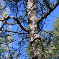 Cupressus sp. (A Cypress) at Mongarlowe River - 15 Apr 2020 by LisaH