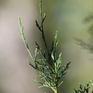 Cupressus sp. at Mongarlowe, NSW - 15 Apr 2020