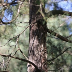 Cupressus sp. at Mongarlowe, NSW - 15 Apr 2020