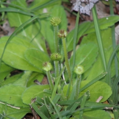 Solenogyne gunnii (Solengyne) at Mongarlowe River - 15 Apr 2020 by LisaH