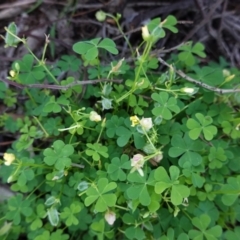 Oxalis thompsoniae (Fluffy-fruit Wood-sorrel) at Red Hill Nature Reserve - 15 Apr 2020 by JackyF