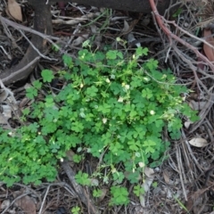 Oxalis thompsoniae at Deakin, ACT - 15 Apr 2020