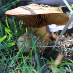 Unidentified Fungus at Mongarlowe, NSW - 15 Apr 2020 by LisaH