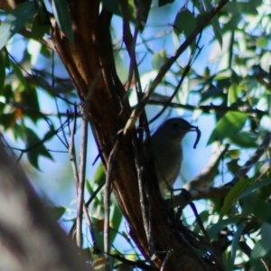 Colluricincla harmonica at Mongarlowe, NSW - 15 Apr 2020