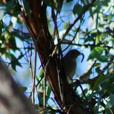 Colluricincla harmonica (Grey Shrikethrush) at Mongarlowe River - 15 Apr 2020 by LisaH