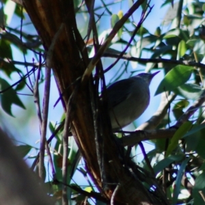 Colluricincla harmonica at Mongarlowe, NSW - 15 Apr 2020