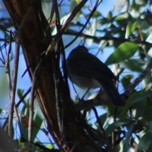 Colluricincla harmonica at Mongarlowe, NSW - 15 Apr 2020