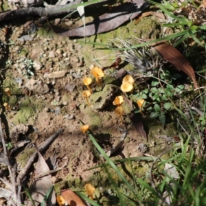 Lichenomphalia chromacea at Mongarlowe, NSW - 15 Apr 2020 12:45 PM