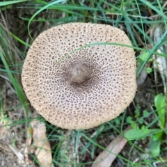 Macrolepiota sp. at Mongarlowe, NSW - 15 Apr 2020 by LisaH