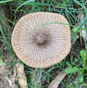 Macrolepiota sp. at Mongarlowe, NSW - 15 Apr 2020