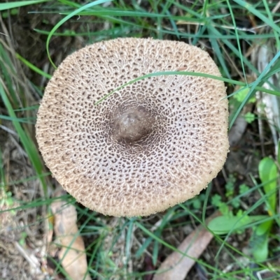 Macrolepiota sp. at Mongarlowe River - 15 Apr 2020 by LisaH