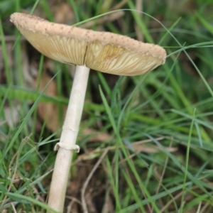 Macrolepiota sp. at Mongarlowe, NSW - 15 Apr 2020